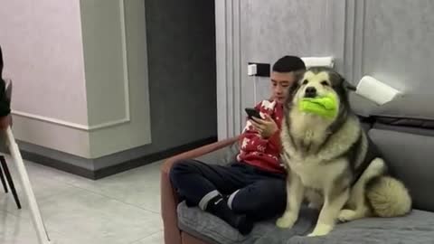 Dog anjing pintar