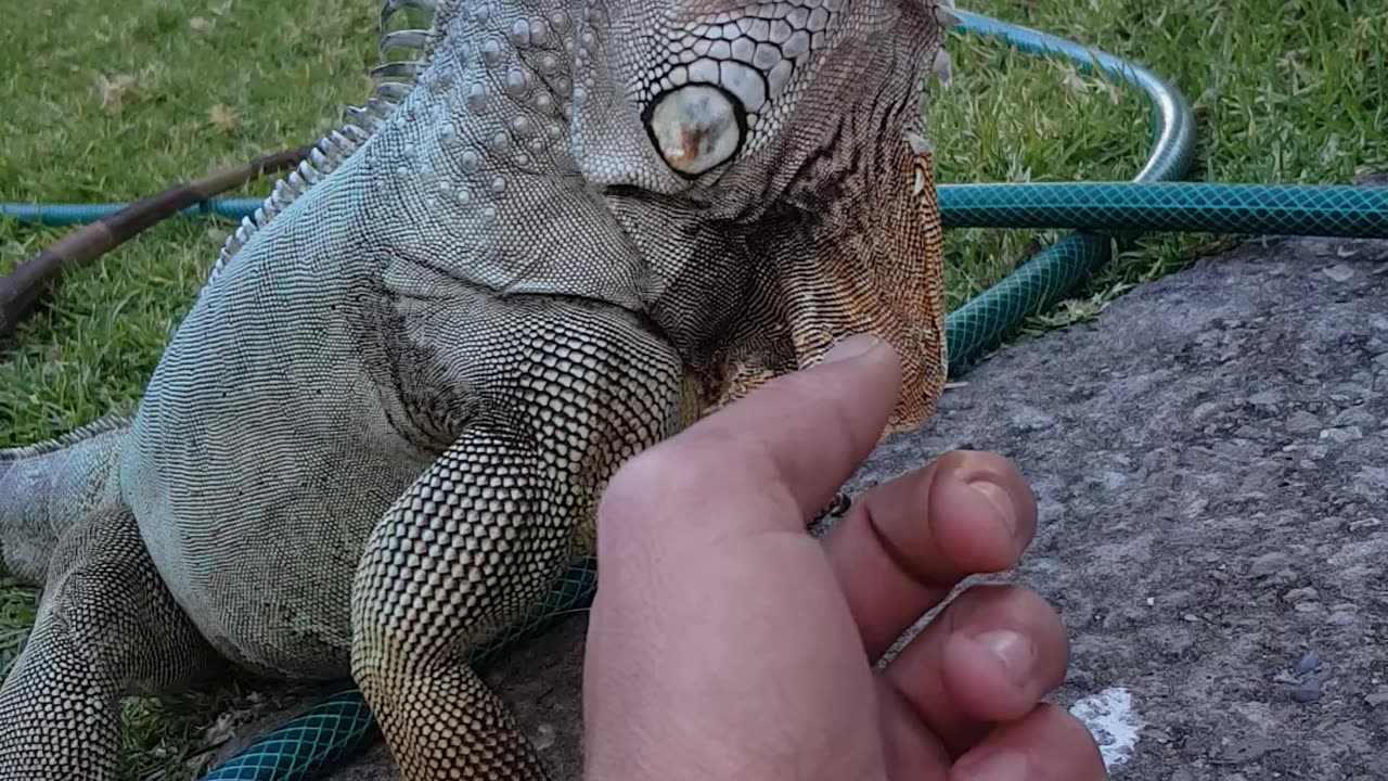 What Is A Green Iguanas Chin-Flap For?