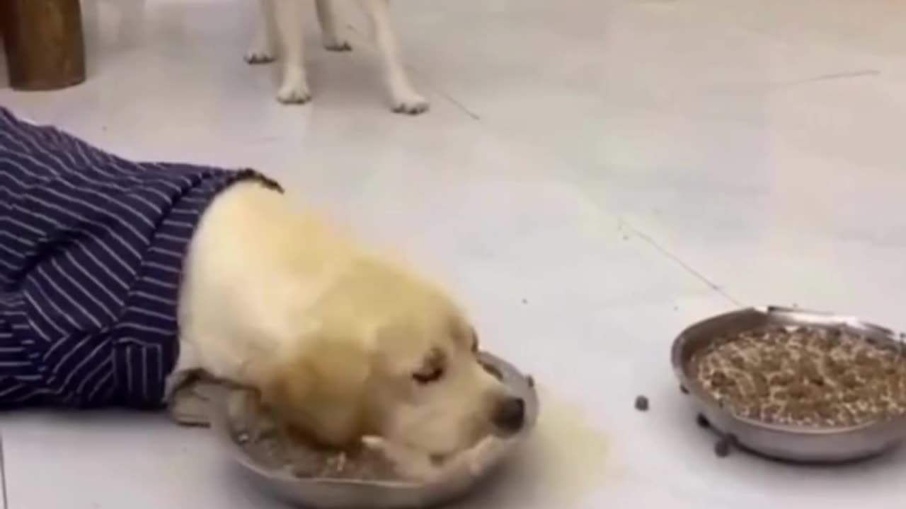 funny and hungry dog😂🤣