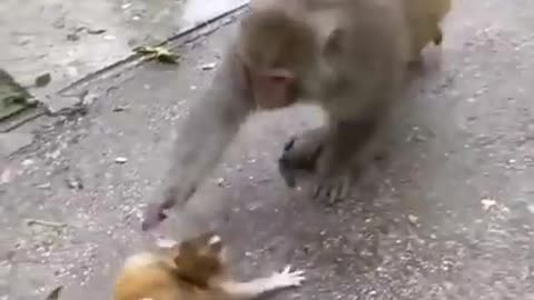 Mother monkey teaches her baby to walk , Baby monkey crying scared 🐒 #dzistic