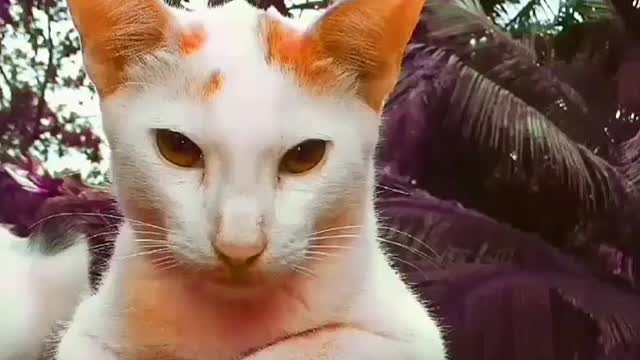 Before & After👿 . . . . #devilcat