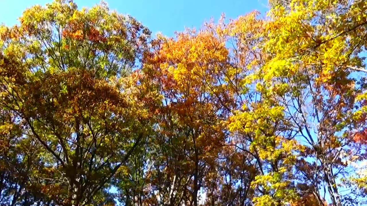 Fall Foliage
