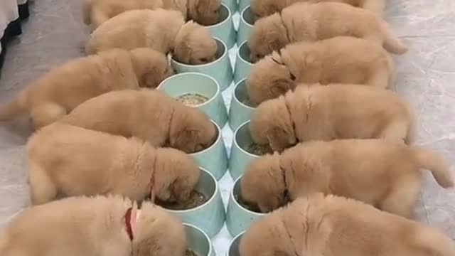 Cutest Puppies Eat Solid Food