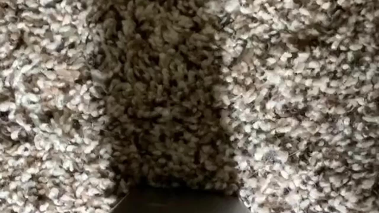 Indian Singing Kitty