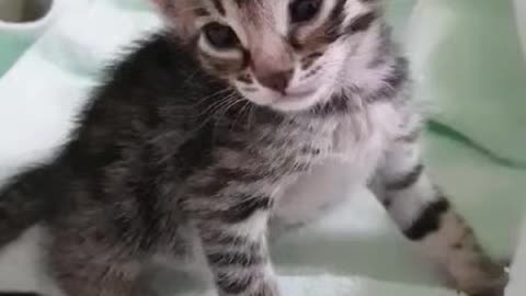 A cute little cat winking