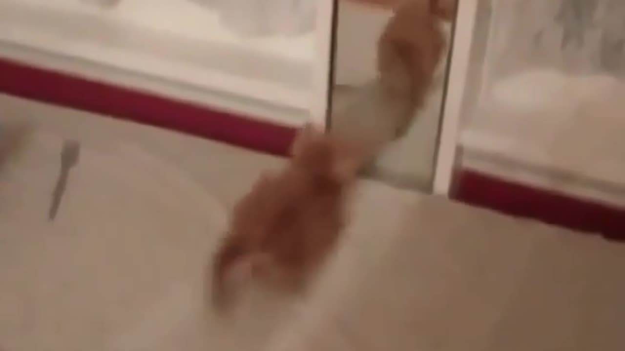 cat with miror 2023