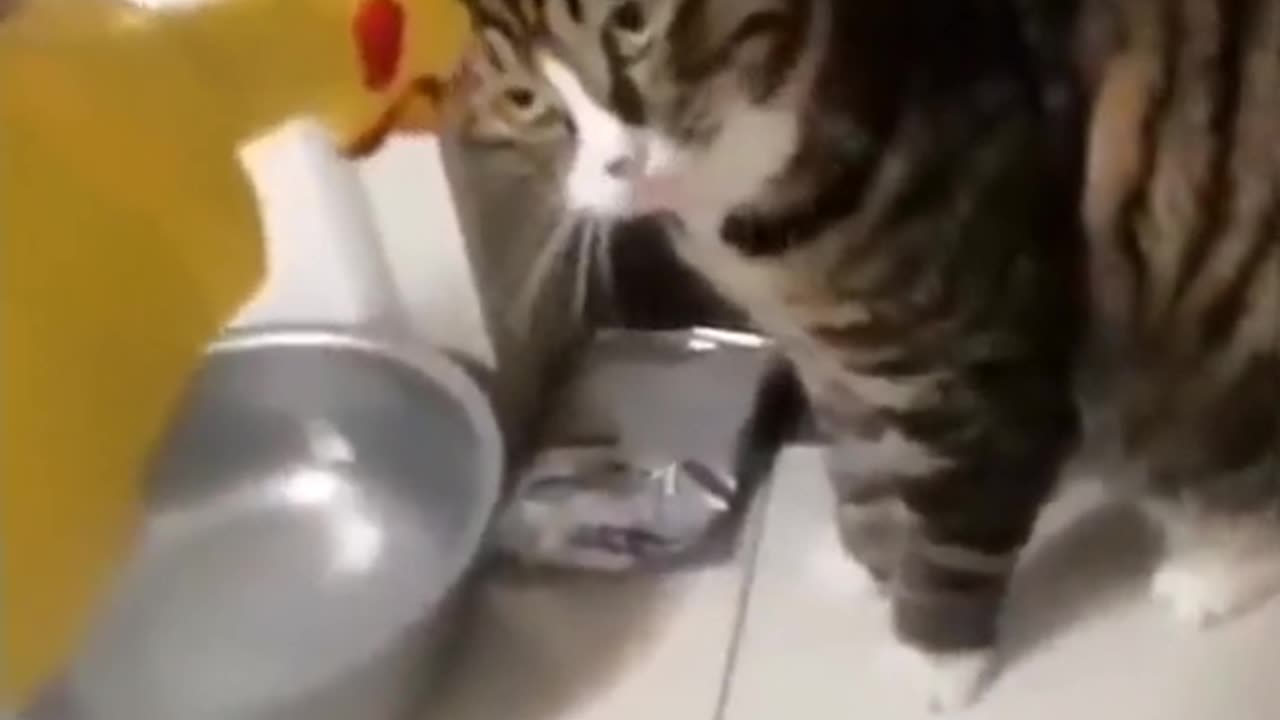 Funny Cat Reaction