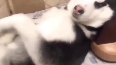 Funny dogs and cats videos | animal funny videos | #kids #shorts