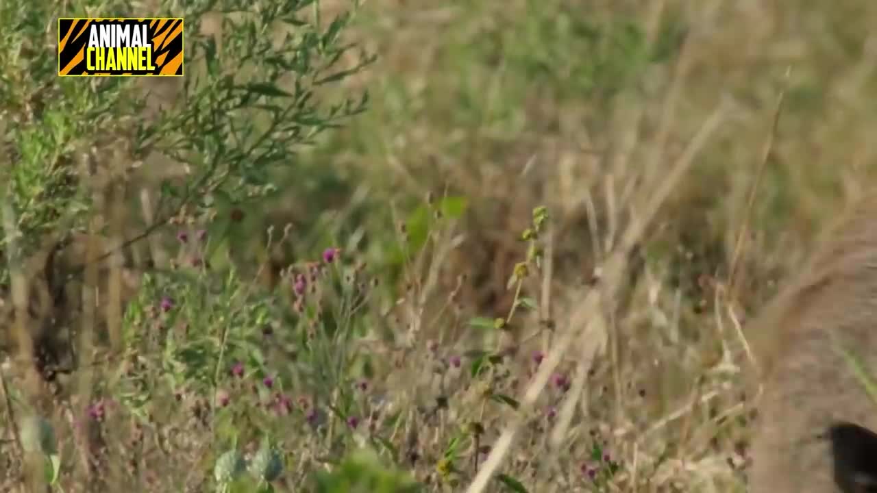 Top 7 Animals that Kill Warthogs including Lions, Tigers, leopards