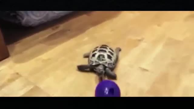 Turtle kicks the ball on the floor, it's really good