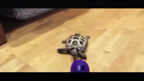 Turtle kicks the ball on the floor, it's really good