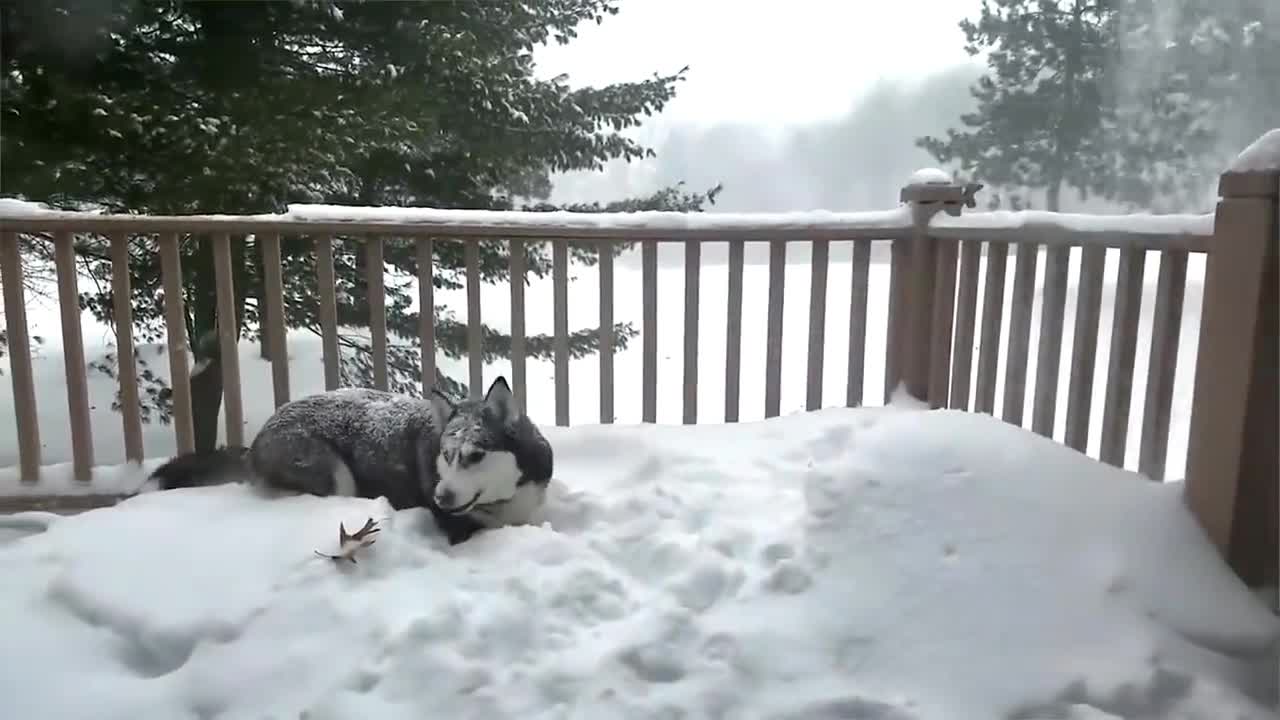 Funny Husky playing in the Snow