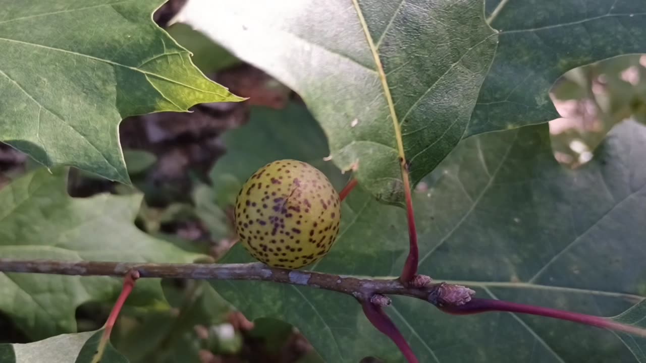 Oak Apple