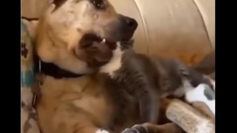 Funny Video 2023-Episode 01 /Funny cat /funny dog