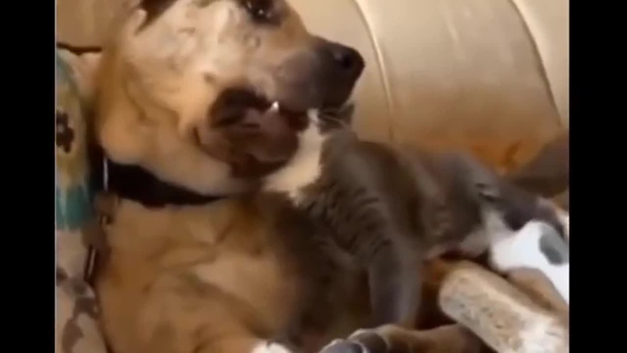 Funny Video 2023-Episode 01 /Funny cat /funny dog