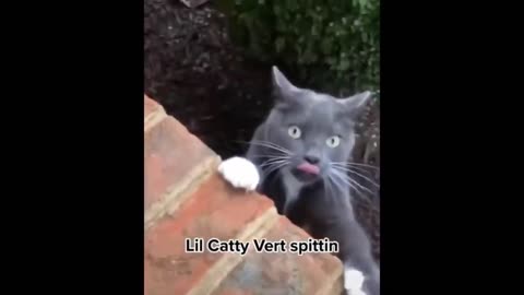 Try Not To Laugh Cats Cute Reactions - Funny Cat Videos #61