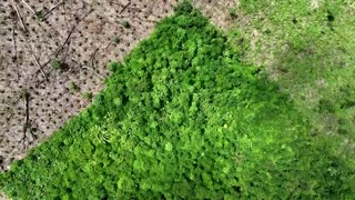 Drone footage shows deforestation in Brazilian Amazon