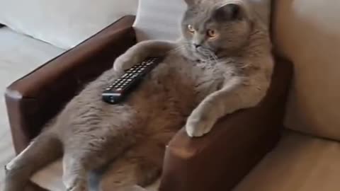 Cute and funny cat video.