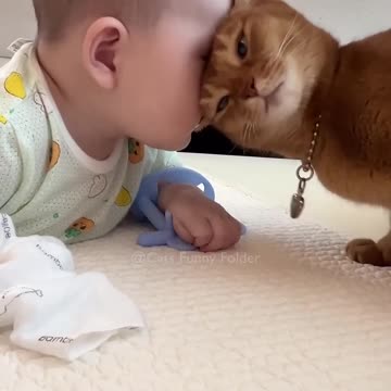 #75 Funny Cat videos 🐱🐱 #meowing #memes #cute