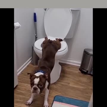 dog pissing in the toilet