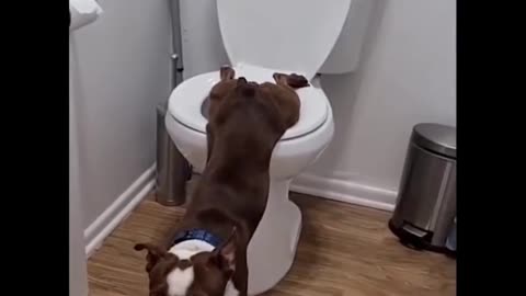 dog pissing in the toilet