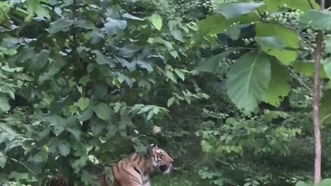 Female Tigerss Khawasa