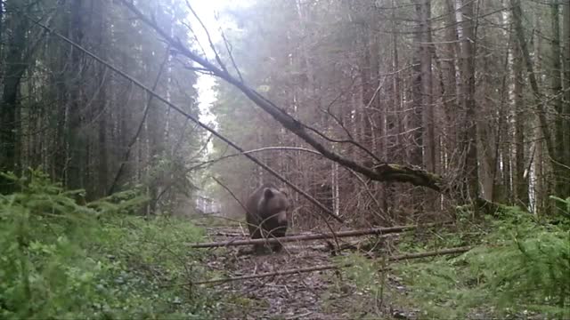 Bears Spy In The Woods