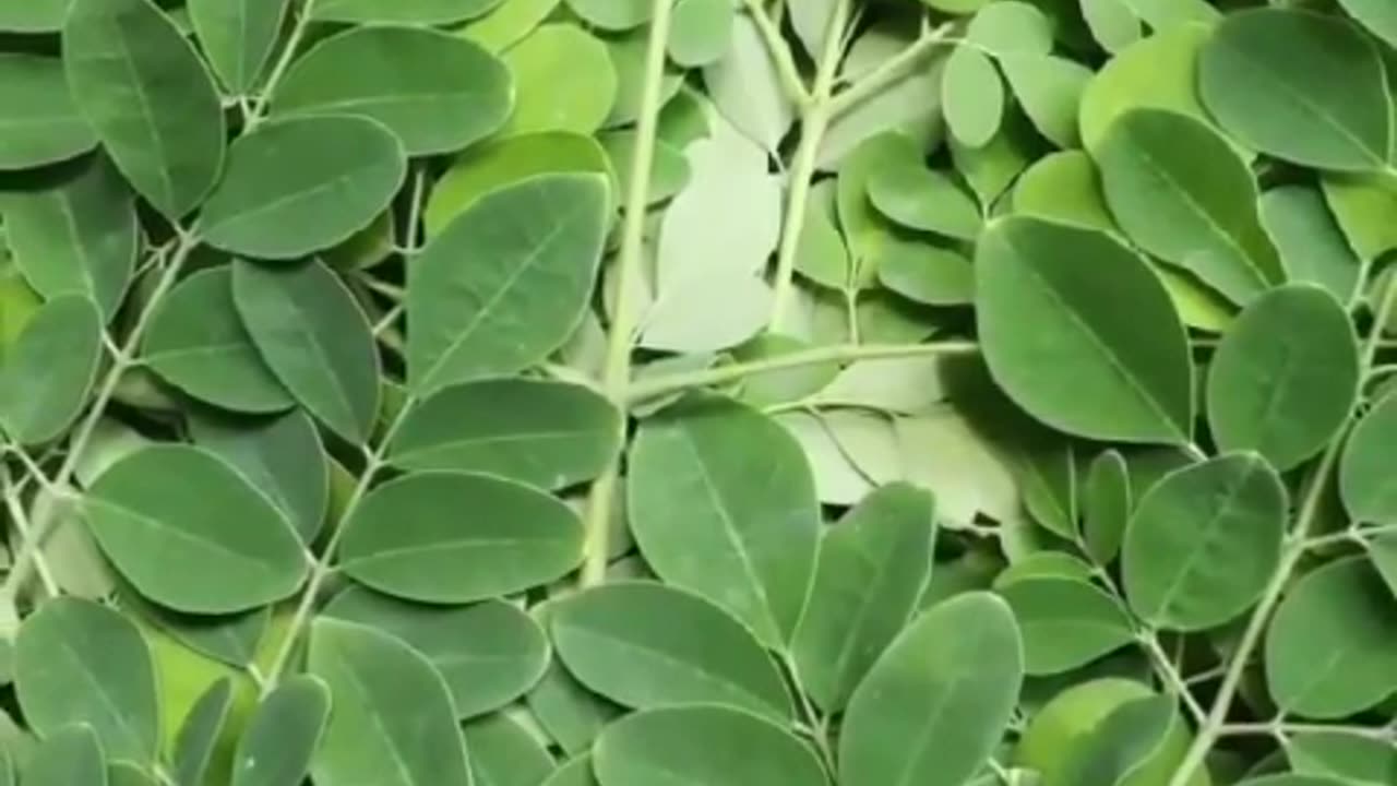 Moringa Leaves Health Benefits #shorts #viralshorts #motivation