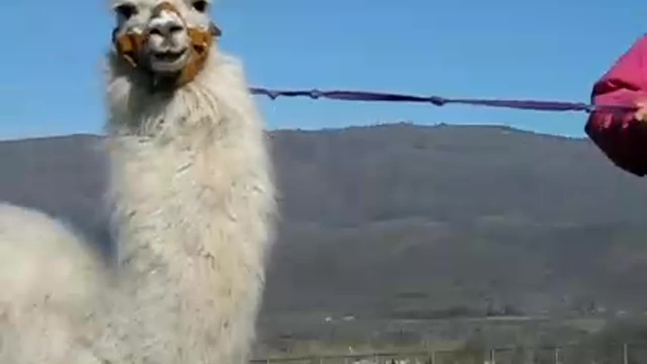 Llama training 101