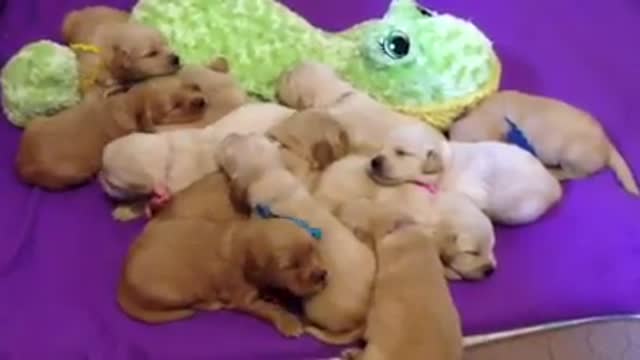 Manada de cachorros cantan adorablemente al unísono