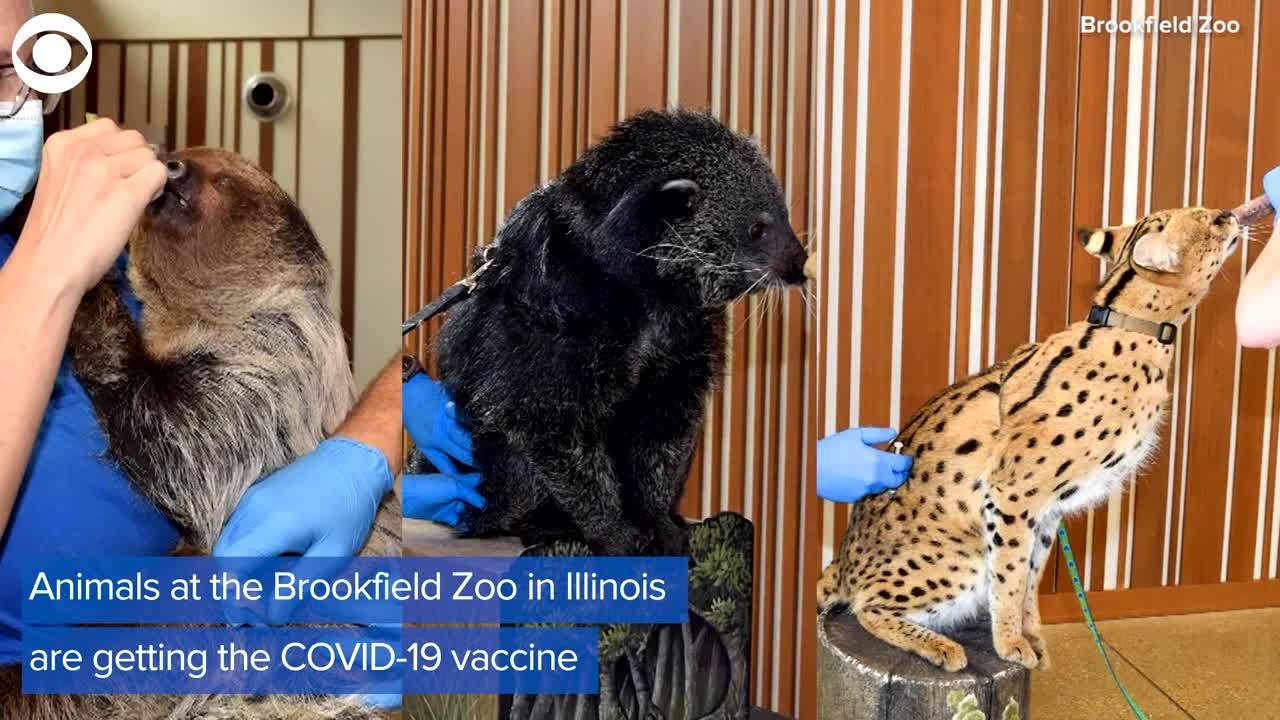 WEB EXTRA: Some U.S. Zoos Are Vaccinating Animals Against COVID