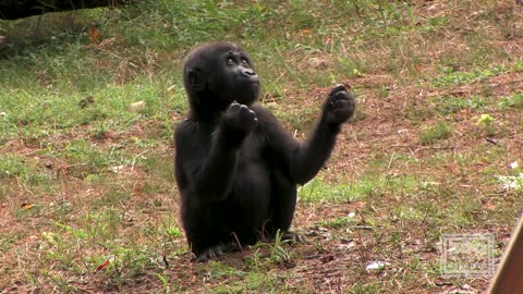 Gorilla Floyd's Birthday 2020