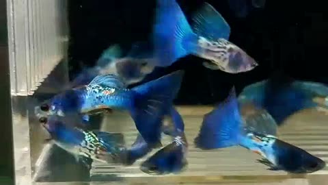 Guppy blue tails fish