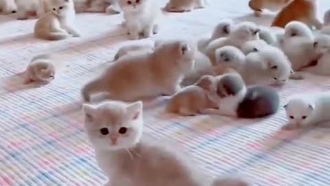 cute kittens