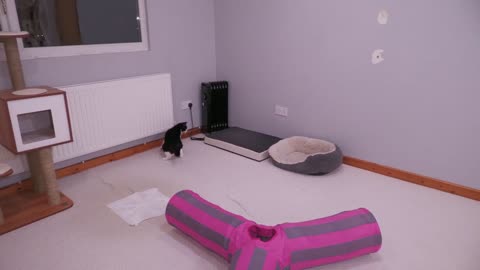 Cat Zoomies Mrrp