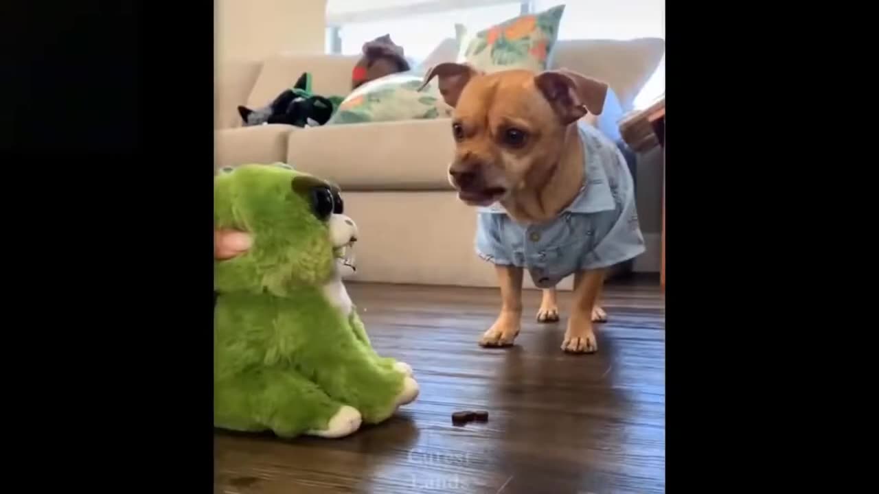 Funny Animal Videos Compilation #2 _ Best Funny Pets Videos