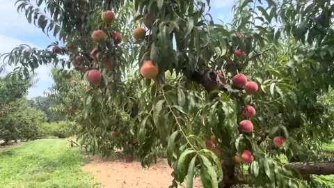 Eating Yellow Peaches in the Farm