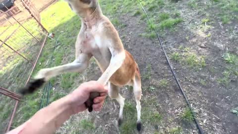 How to Fight a Kangaroo (and talk to eggs)8