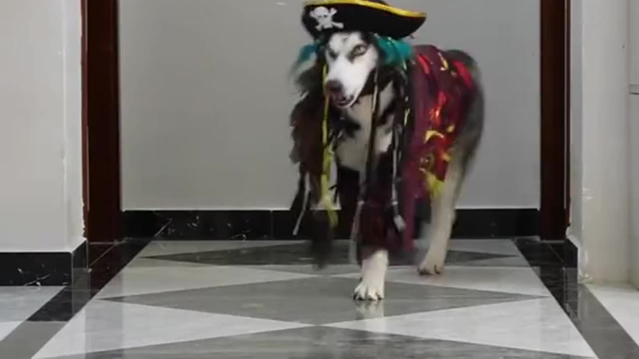 Dog Style Cosplay