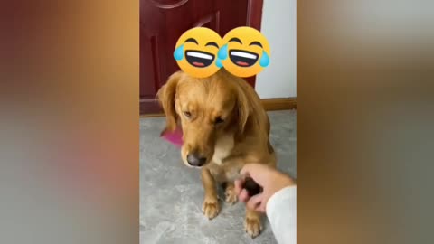funny_dog_video_and_cat_funny_video