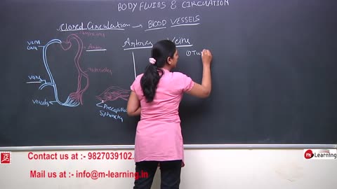 Human circulatory system