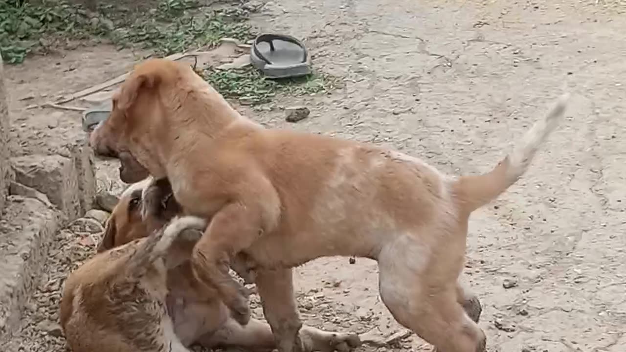 Cute puppies are playing with eachother 🐕🐕🐶