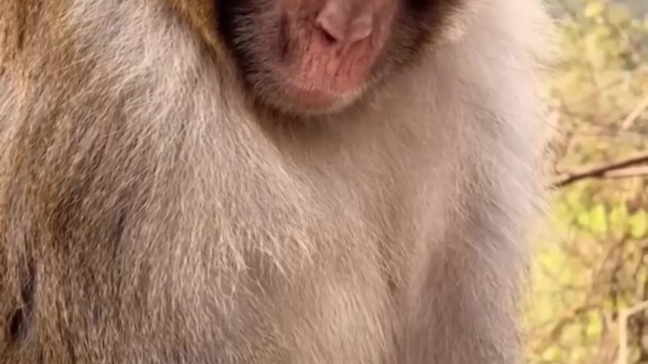Monkey sleeping but snoring louder than humans 😱😱😱watch full video and ending