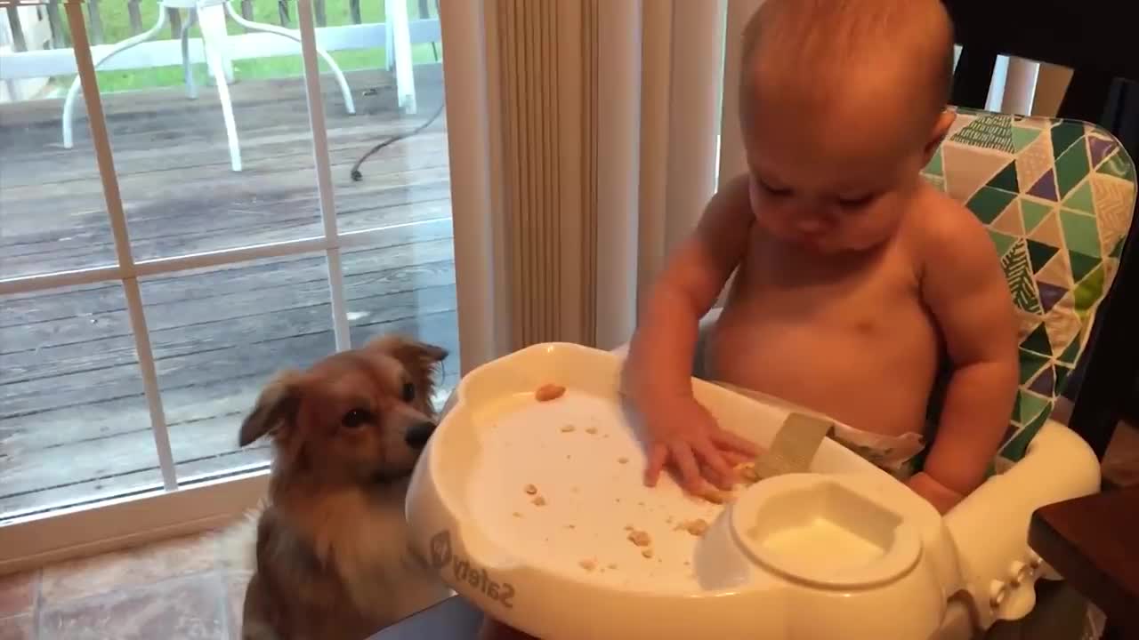 Cutest Babies Play With Dogs And Cats Compilation || Cool Peachy