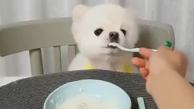 A dog who loves noodles