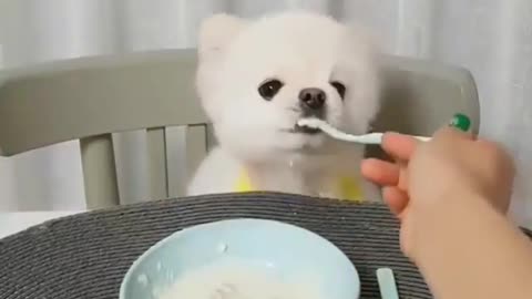 A dog who loves noodles