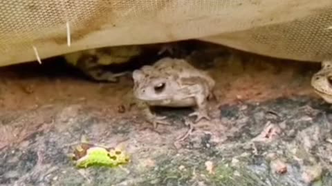 FUNNY VIDEOS PART 3