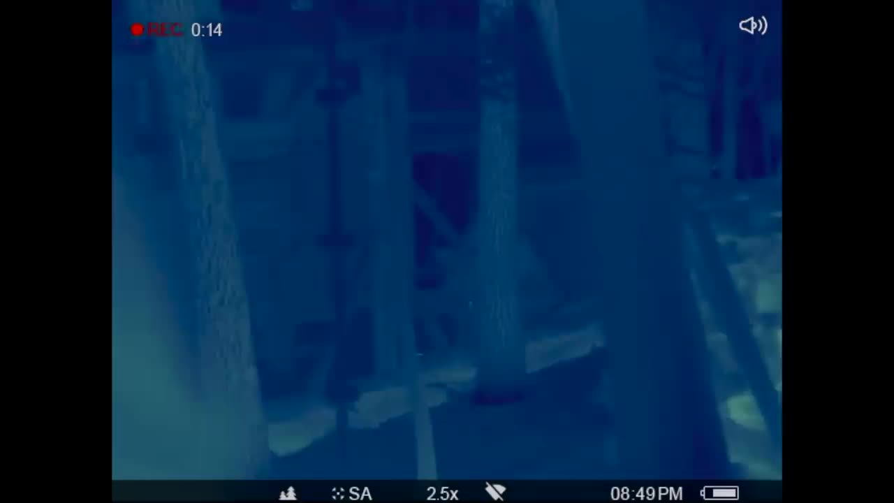 Hunting rat INFESTED backyard chicken coop!