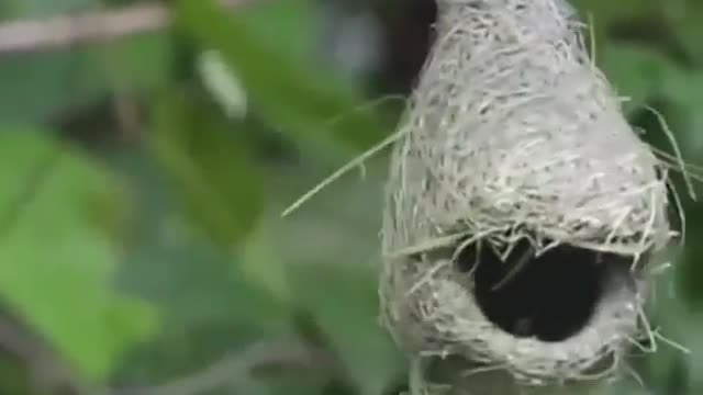 birds are building nests