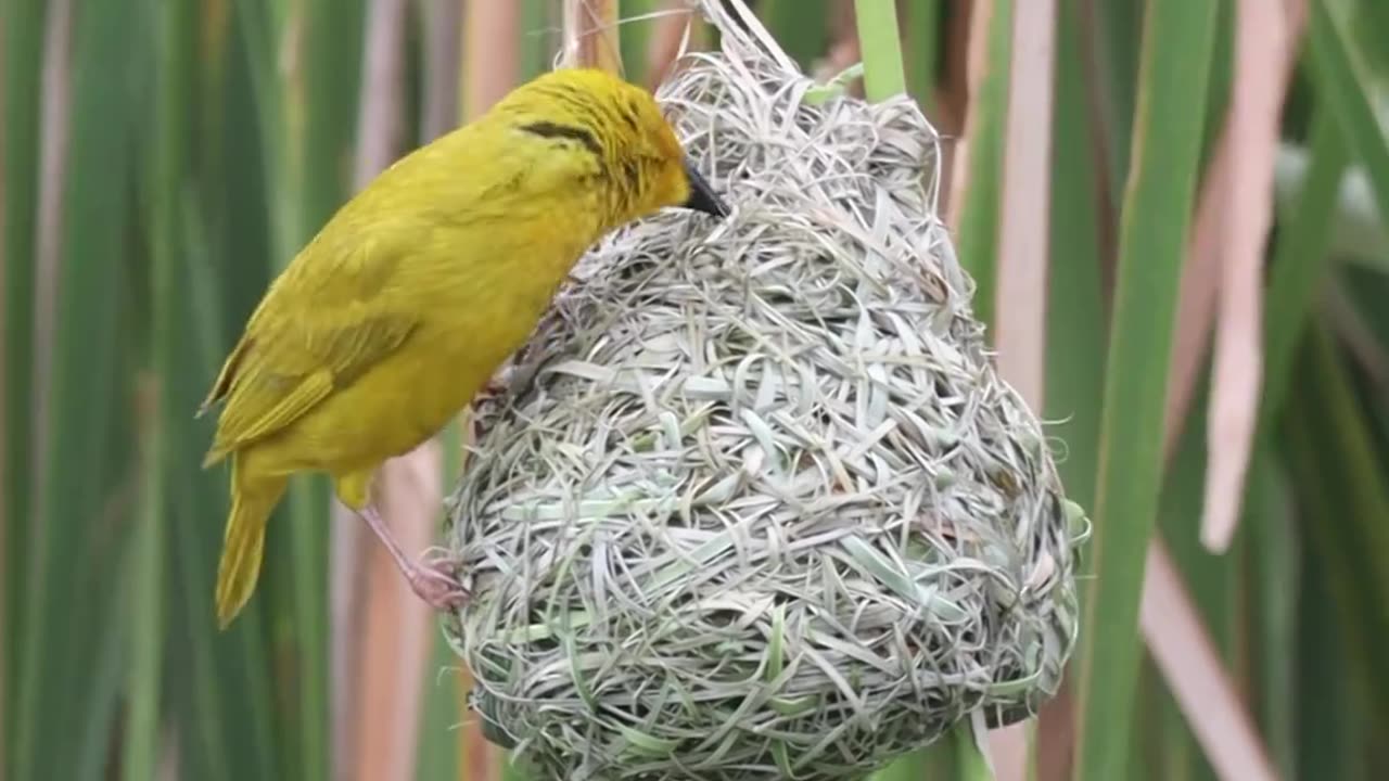 bird words best enginears